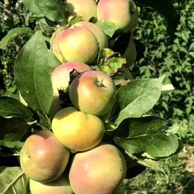 Яблоня ПРИОКСКОЕ колонновидная в Гомеле