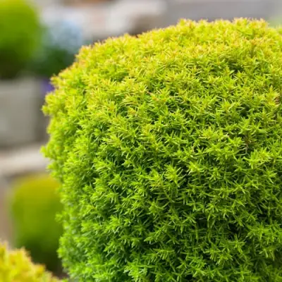 Туя АННИЕК западная в Гомеле