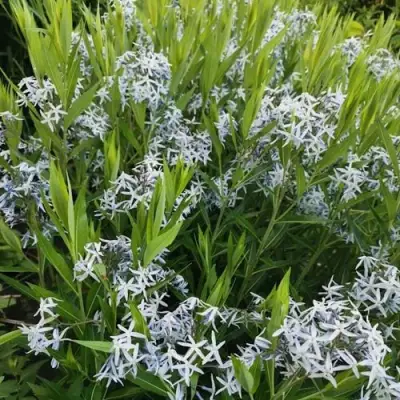 Амсония иволистная в Гомеле