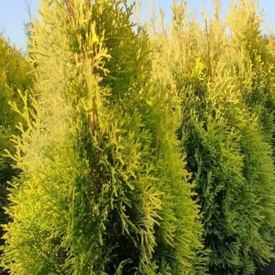 Туя ГОЛДЕН СМАРАГД западная в Гомеле