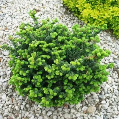 Пихта НАНА бальзамическая в Гомеле