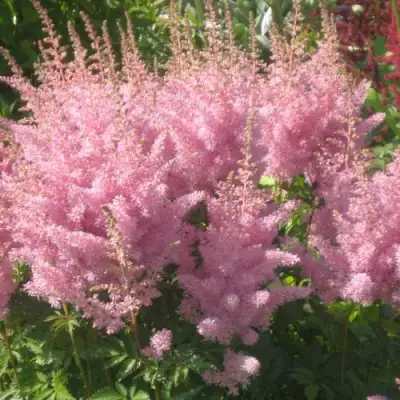 Астильба ЭДЕНС ОДИССЕЙ Арендса в Гомеле