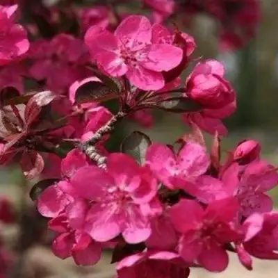 Яблоня РЕД КЕТТИ в Гомеле