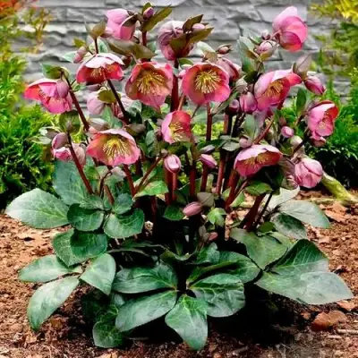 Морозник ВОСТОЧНЫЙ в Гомеле