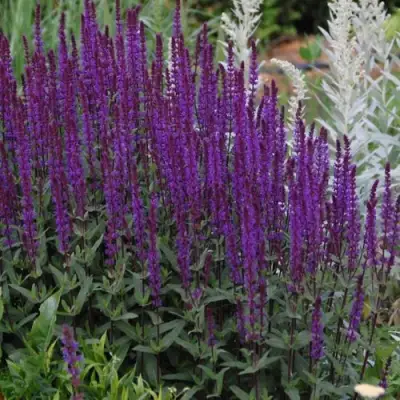 Шалфей КАРАДОНА в Гомеле