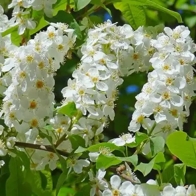 Черемуха ЧАЙКА в Гомеле