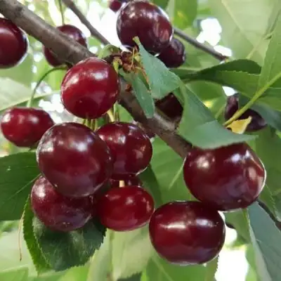 Дюк СЛАВЯНКА в Гомеле