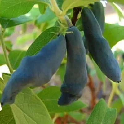 Жимолость съедобная НИМФА (ГАММА) в Гомеле