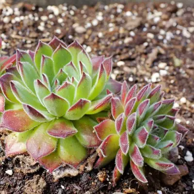 Молодило РУССКОЕ в Гомеле