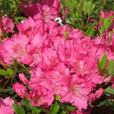 Азалия КИРСТИН японская в Гомеле