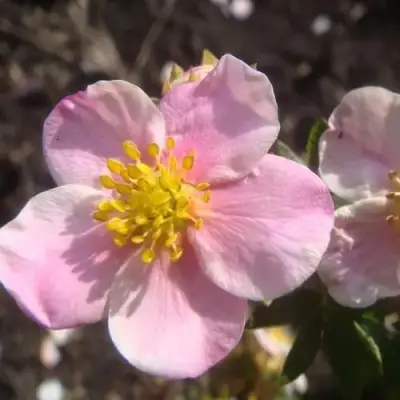 Лапчатка ПИНК КВИН кустарниковая в Гомеле