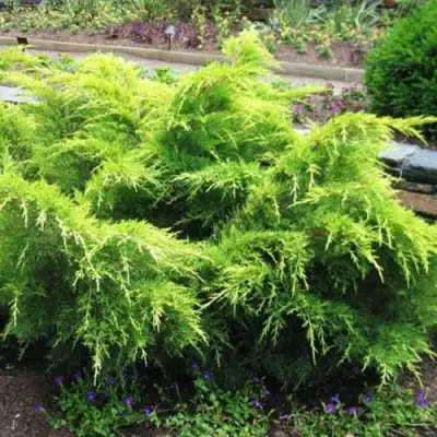 Можжевельник ГОЛД КОСТ средний в Гомеле