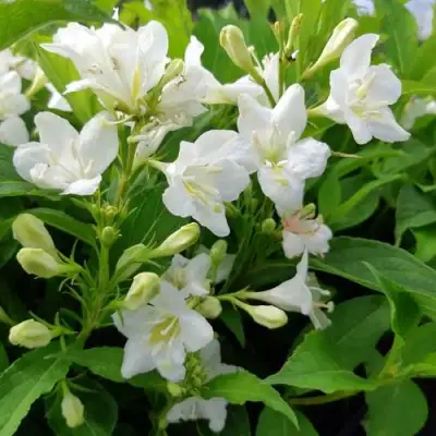 Вейгела БРИСТОЛЬСКАЯ СНЕЖИНКА в Гомеле