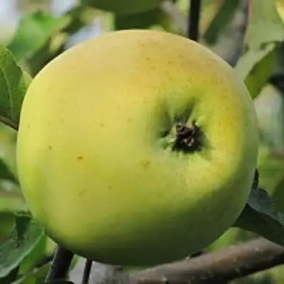 Яблоня РОССИЯНКА в Гомеле