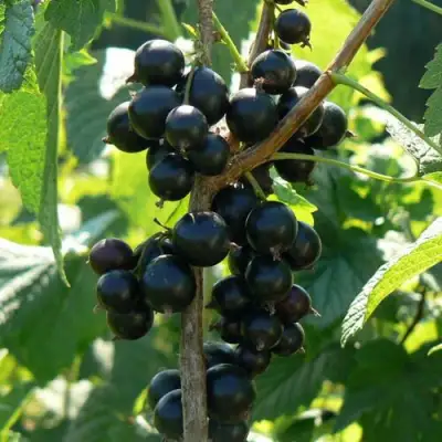 Смородина черная ВОЛОГДА в Гомеле