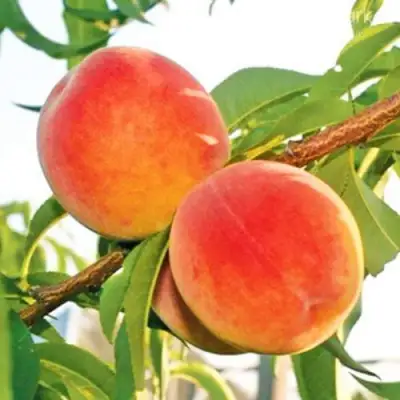 Персик ОНТАРИО в Гомеле