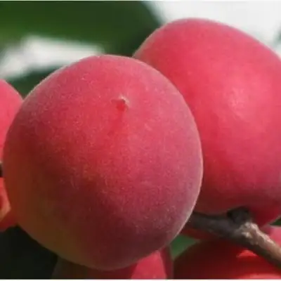 Абрикос РУБИН в Гомеле