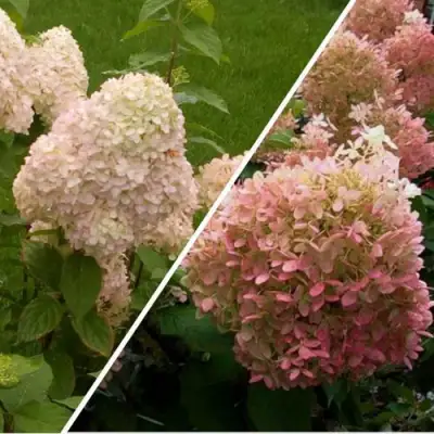 Комплект НЕЖНЫЕ ЧУВСТВА в Гомеле