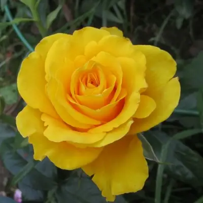 Роза КЕРИО чайно-гибридная в Гомеле