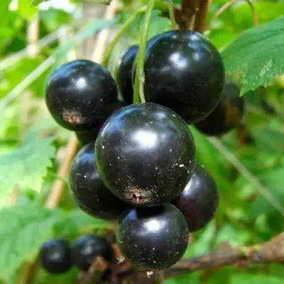 Смородина чёрная ЛЕНТЯЙ в Гомеле