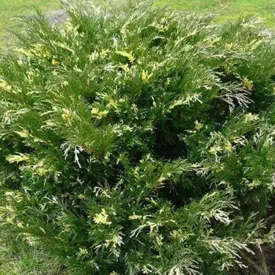 Можжевельник АНДОРА ВАРИЕГАТА горизонтальный  в Гомеле