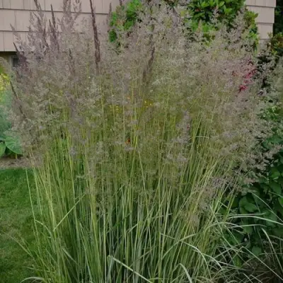 Вейник АВАЛАНШ остроцветковый в Гомеле