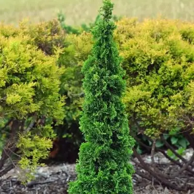 Туя СПИРАЛИС МИНИ западная в Гомеле