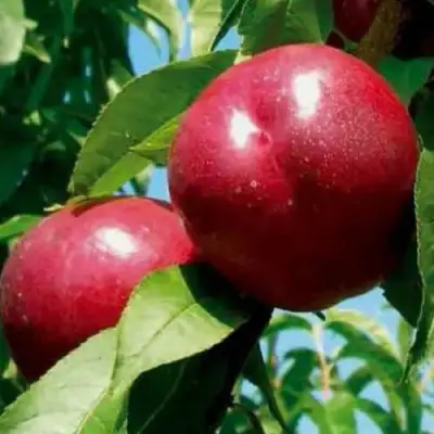 Нектарин МЕДВЕДЕВСКИЙ в Гомеле