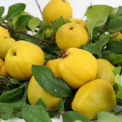 Айва ЯПОНСКАЯ в Гомеле