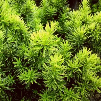 Тис ДАВИД ягодный в Гомеле