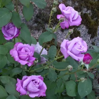 Роза СИЛЬВЕР СТАР чайно-гибридная в Гомеле