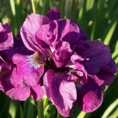 Ирис БАНДЛ ОВ ДЖОЙ сибирский в Гомеле