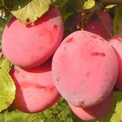 Слива ФАВОРИТЕ ДЕ СУЛТАНО в Гомеле