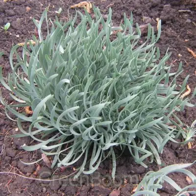 Лук СПИРАЛИС горный в Гомеле