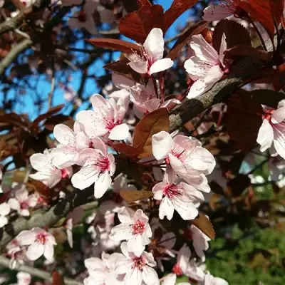 Слива ВУДИ растопыренная в Гомеле