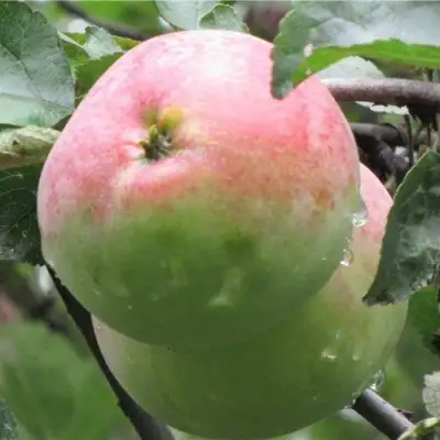 Яблоня МОСКОВСКОЕ ЗИМНЕЕ в Гомеле