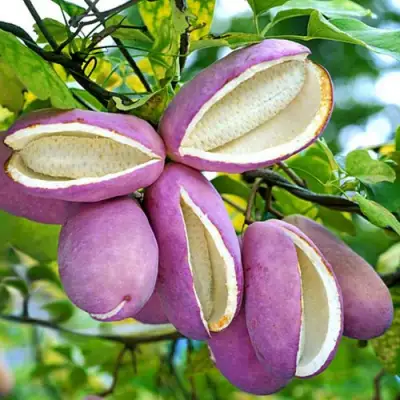 Акебия ПЯТЁРНАЯ  в Гомеле