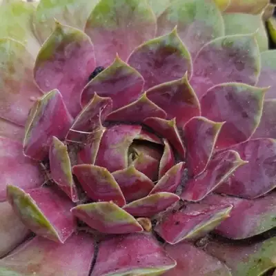 Молодило УФО в Гомеле