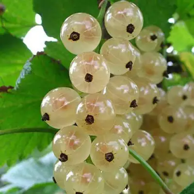 Смородина белая ЮТЕРБОРГСКАЯ в Гомеле