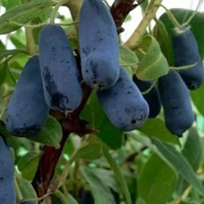 Жимолость съедобная ВОЛХОВА в Гомеле