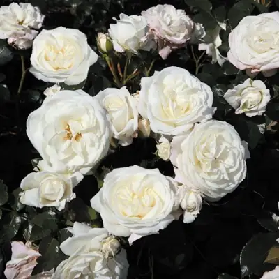 Роза АЛАБАСТЕР флорибунда в Гомеле