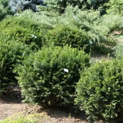 Тис НАНА остроконечный  в Гомеле