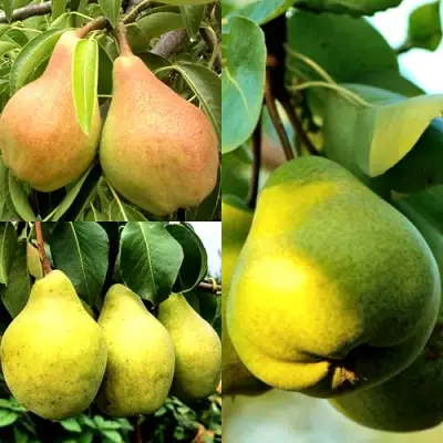 Комплект НАСТОЯЩИЙ ВОСТОРГ в Гомеле