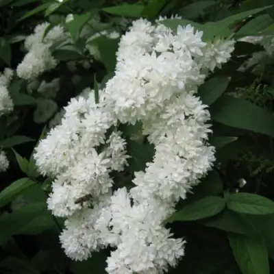 Дейция КАНДИДИССИМА шершавая в Гомеле