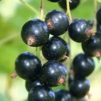 Смородина черная СТРЕЛЕЦ в Гомеле