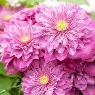 Клематис КАЙЗЕР в Гомеле