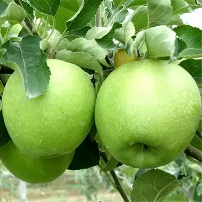 Яблоня РЕНЕТ СИМИРЕНКО в Гомеле