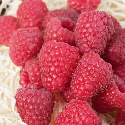 малина марастар