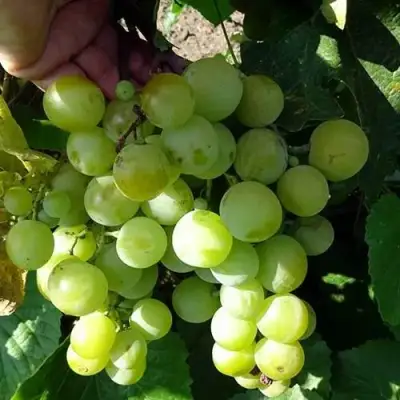 Виноград БАРС в Гомеле