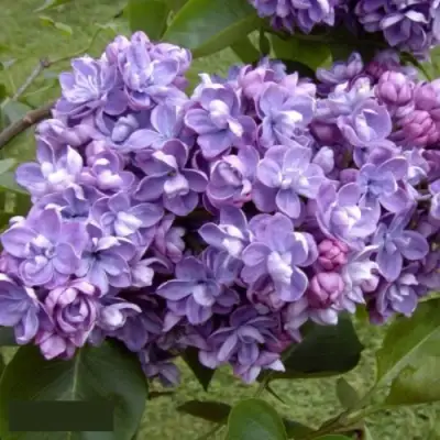 Сирень АМИ ШОТТ в Гомеле